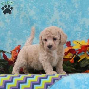 Almond, Bich-Poo Puppy